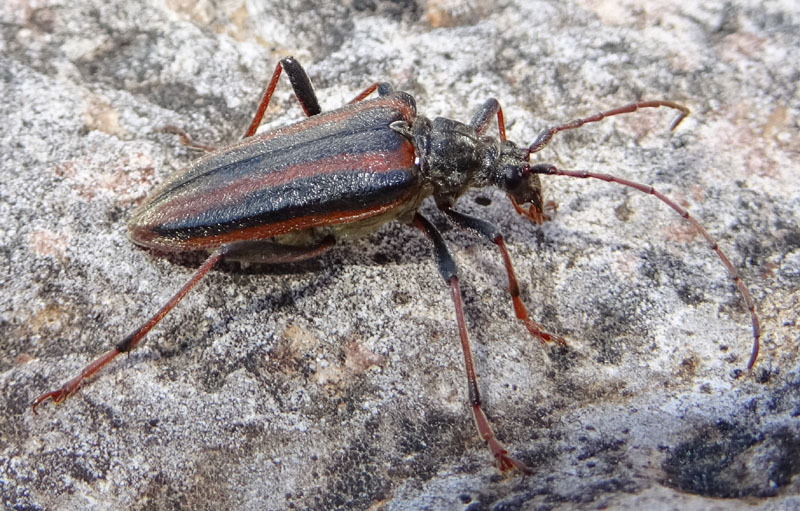 femmina di: Oxymirus cursor - Cerambycidae